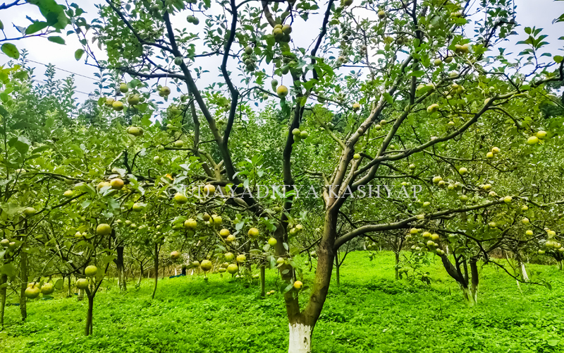 Shergaon Apple farm
